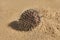 Hedgehog fish washed ashore