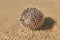 Hedgehog fish washed ashore