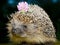 Hedgehog with flower