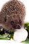 Hedgehog, flowers and field mushrooms