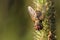 Hedgehog fly on the grass