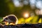 A hedgehog foraging for food at sunrise generated by ai