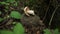 A hedgehog in the forest carries a mushroom in the summer.