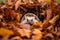 Hedgehog in forest with colorful autumn leaves