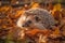 Hedgehog in forest with colorful autumn leaves