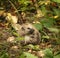 Hedgehog in a forest grass little