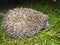 Hedgehog forest shol one 4
