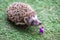 a hedgehog found a beautiful flower on the grass