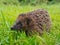 Hedgehog in a garden