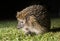 Hedgehog in garden