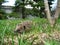 Hedgehog in garden