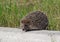 Hedgehog, going to pass through a road