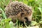 Hedgehog in grass