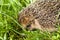 Hedgehog in grass