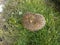 Hedgehog on the grass among dandelions