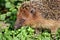 Hedgehog on the Grass Spring Animal Head Portrait Stock Photo