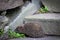 Hedgehog gray on a stone
