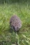 Hedgehog on the green grass, front view