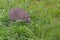 Hedgehog on the green grass, side view