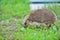 hedgehog on  green lawn in my backyard