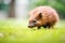 hedgehog on a green lawn sniffing the air