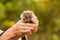 A hedgehog in the hands of a manâ€™s fear, grandfather holds in his hands a little hedgehog on a green background