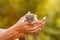 A hedgehog in the hands of a manâ€™s fear, grandfather holds in his hands a little hedgehog on a green background