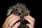 Hedgehog in the hands of the muzzle to the camera. On a black background