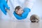 hedgehog health.prickly pets in the hands of a veterinarian in blue gloves.Medicine for animals. African pygmy hedgehogs