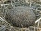 A hedgehog hibernates in dry grass background