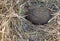 A hedgehog hibernates in dry grass background