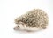 Hedgehog isolate on white background