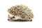 Hedgehog isolate on white background.