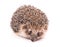 Hedgehog isolated