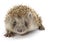 Hedgehog isolated