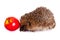 Hedgehog isolated on white background postcard apple