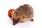 Hedgehog isolated on white background postcard apple