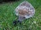 Hedgehog on the lawn in the garden