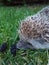 Hedgehog on the lawn in the garden