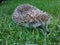 Hedgehog on the lawn in the garden