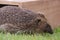 Hedgehog leaves the feeding station