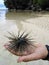 Hedgehog-like Sea Urchin