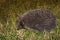 Hedgehog looks out of grass at night