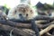 Hedgehog looks out of the pile of branches waiting for prey