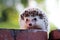 Hedgehog looks at the wooden table