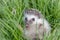 Hedgehog lying in garden