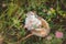 Hedgehog lying in grass on the back smelling a clover