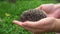 Hedgehog lying in hands. Woman holding small hedgehog baby in park outdoors.