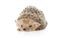 Hedgehog lying on a white background