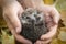 Hedgehog in male hands on a background of autumn leaves